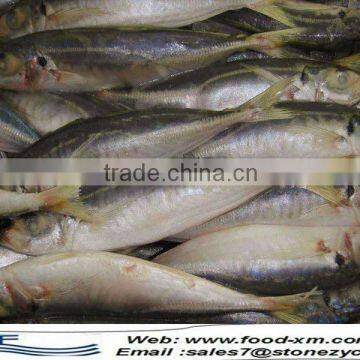 Frozen IQF Red Horse Mackerel Supplier from China