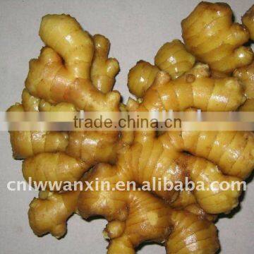 cheap Chinese fresh big ginger