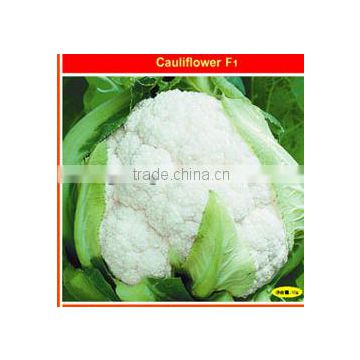 High Yield White Cauliflower Seeds For Growing-All Varieties