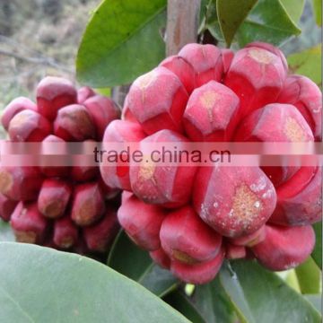 High Quality Kadsura Coccinea Seeds Hei Lao Hu Seeds Bu Fu Na Seeds For Growing