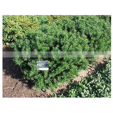 Natural Taxus Media Hicksii Plant