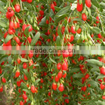 BCS Certificate Organic Goji Berry for Export photo-2