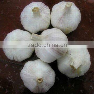 Normal White Garlic