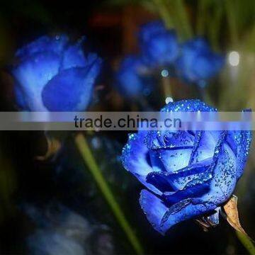 Grade A Fresh Rose Flowers Fresh-cut Roses photo-5