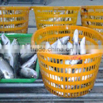 Most Favourable Frozen Asian Sea Bass Fish