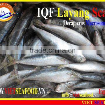 IQF LAYANG SCAD WHOLE ROUND photo-3