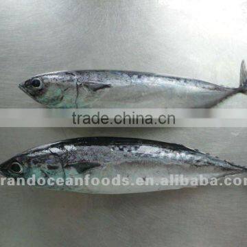 Horse Mackerel