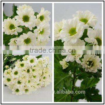 Chamomile White Fresh Cut Chrysanthemum Flower For Funerals