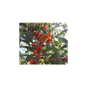 Conventional Ningxia Goji Berry photo-3