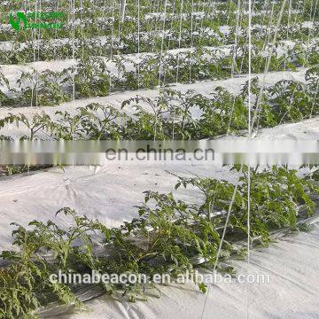 Agricultural Greenhouse Eggplant Hydroponics and Coconut Cultivation Equipment/Hydroponics Growing Systems /Hydroponic Trays photo-5