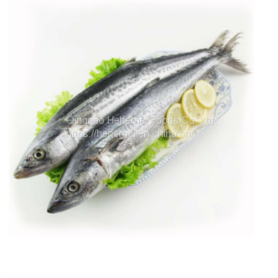 Frozen Spanish Mackerel fish BQF Wholesale