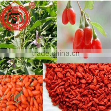 Gojihome Goji Berries, Oversea Market Usage of Ningxia Goji Berries Wolfberries Dried Goji Health Benefits Chinese Wolfberry photo-3