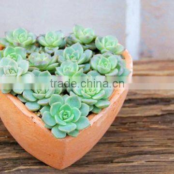 Heart Shpaed Terracotta Garden Pots photo-4