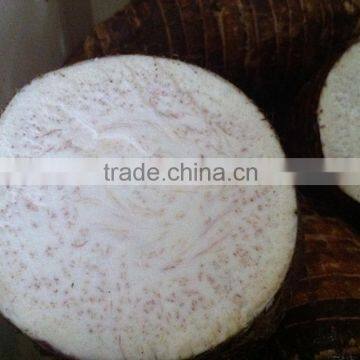 Fresh Chinese Taro for Sale photo-5