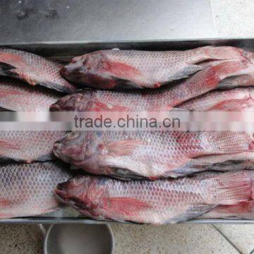 TILAPIA FISH