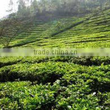 VIETNAMESE BLACK TEA