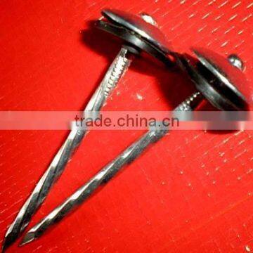 Africa Market Fast Sell Galvanized Oval Head Twisted Nails photo-2