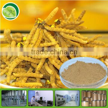 GMP Cordyceps Sinensis Caterpillar Fungus Powder