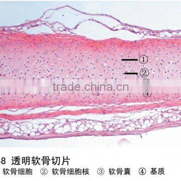 Supply Hot Sale Lab Using Prepared Biology Slide for School Teaching on Sale photo-6