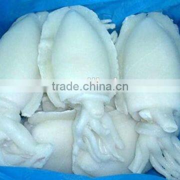 frozen cuttlefish whole clean iqf