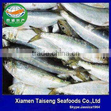 Frozen Sardina Melamosticta Frozen Fresh Sardine