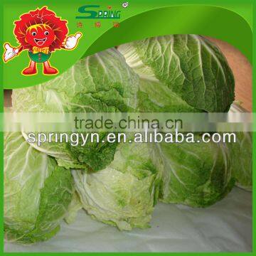 High Quality Fresh Organic Cabbages Good Price Chinese Cabbage for Sale