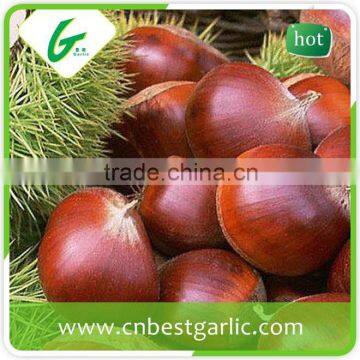 Sweet Fresh wholesale frozen chestnuts in Shell