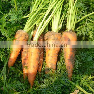 carrot farm fresh