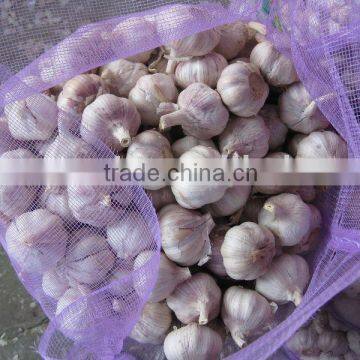 Fresh garlic(Daily products)