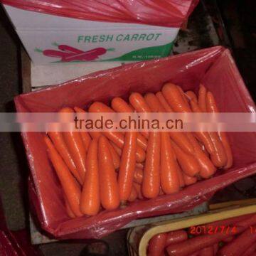 Fresh Carrot