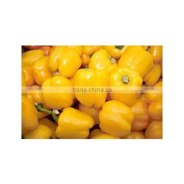 FRESH CAPSICUM ( RED - YELLOW - GREEN )