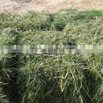 Rhode grass hay bale, cattle feed hay, dry hay bale, animal filler hay, grass hay bale