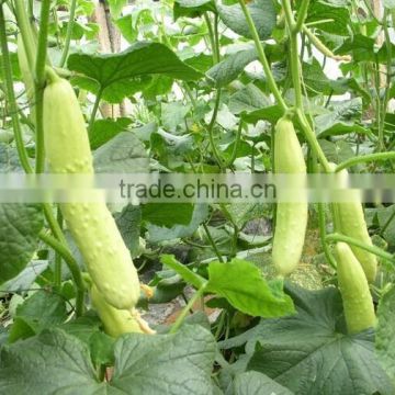 High Yield Fruit Type Hybrid White Peel Cucumber Seeds For Cultivation