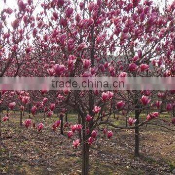 High Purity Lily Magnolia Seeds Mulan Tree Seeds For Growing photo-3