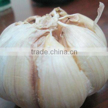 FRESH GARLIC photo-3