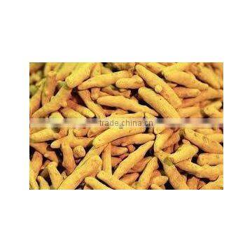 High Quality Yellow Turmeric Finger