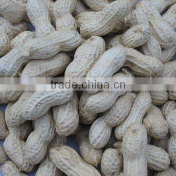 Chinese Roasted Peanut in Shell