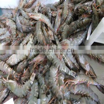 Frozen Sweet Shrimp