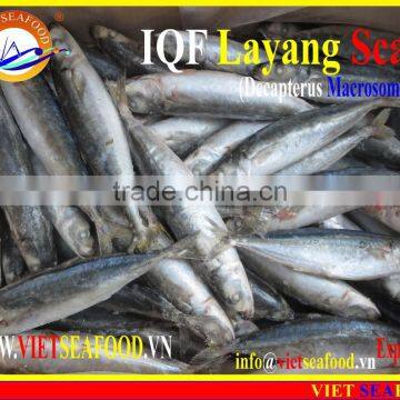 IQF LAYANG SCAD WHOLE ROUND photo-6