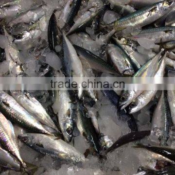 Seafrozen Pacific Mackerel From China photo-2