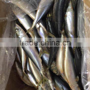 2016 Landing Sea Frozen Mackerel 300-500g photo-4