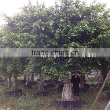 Large Ficus nitida and ficus microcarpa