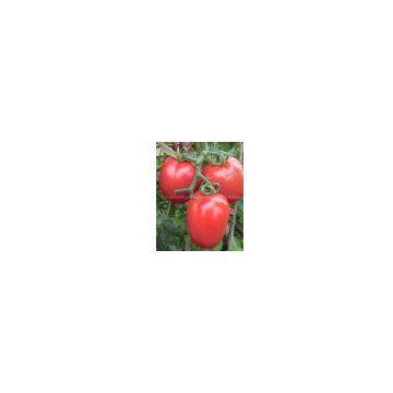 tomato seed supply INT-11-062