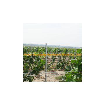 54*30mm 2.5m Vineyard Grape Pile Trellis Stents