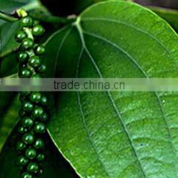 Premium Grade Organic Black Pepper Sales And Export