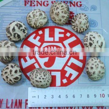 Dried Tea Flower Mushrooms photo-3