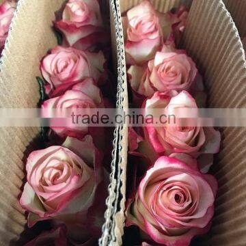 Popular Red Lip rose of fresh flower for decoration