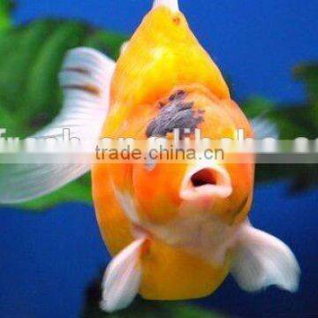 Kio Pond Filter Media for Aquarium Filter (factory Price) photo-5