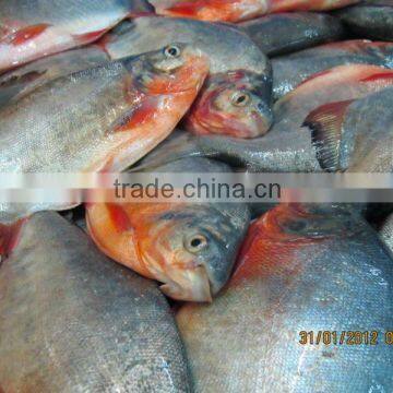 RED POMFRET (RED PACU)