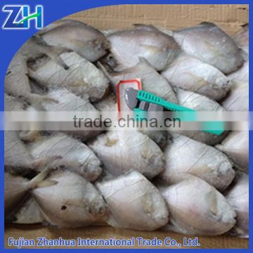 pomfret fish farming fish pomfret frozen silver pomfret